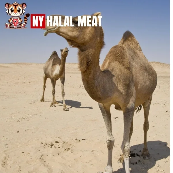 Is Camel Meat Halal?